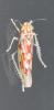 Zygina griseombra